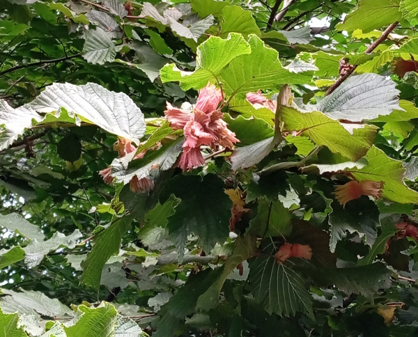 Frucht Rote Zellernuss